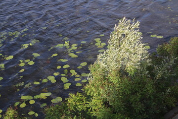 flowers on the river