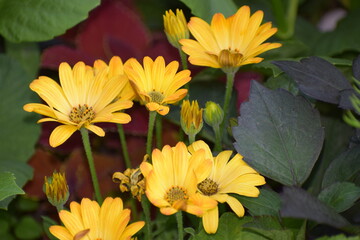 yellow flowers on a green background