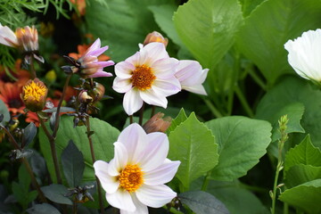 white flowers in the garden
