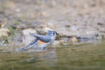 tufted titmouse bathing in a stream