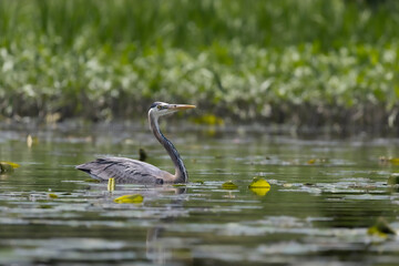 blue heron swimming