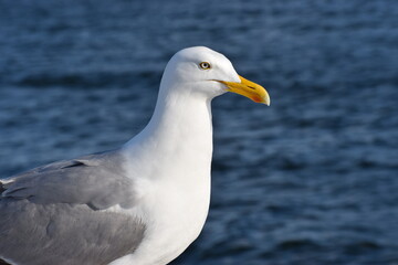 close up of a seagull