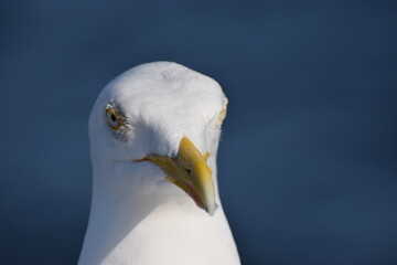 seagull on blue sky background