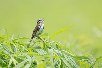 song sparrow singing in the prairie