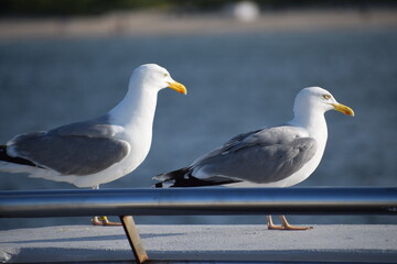 seagull on a post