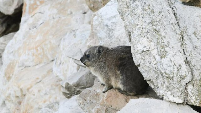 rock hyrax , Procavia capensis, also called dassie, Cape hyrax, rock rabbit, or coney. mammals, South Africa