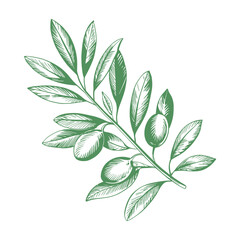 Hand Drawn Olive Branch with Leaves and Olives