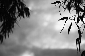 black and white, copy space sky with bamboo leaves