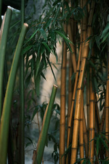 cinematic film Bamboo forest, Fresh bamboo trees in forest with blurred background