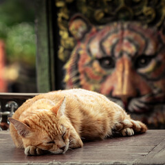Ginger Cat Sleeping Peacefully in Front of a Tiger Mural at a Thai Temple