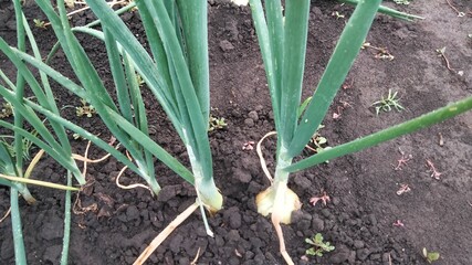 Close-up of green onions growing in fertile soil
