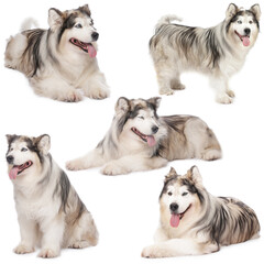 Adorable Alaskan Malamute dog on white background, collage of photos