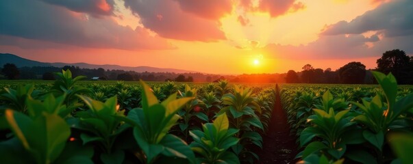 Drone multirotor flying above tobacco plantation at sunset reflected in water , drone, greenery, plantation