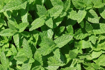 Moroccan mint plant seen from above. Fresh peppermint background. © nipa