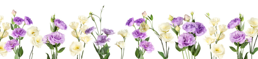 Beautiful eustoma flowers on white background, banner design