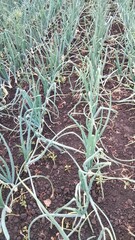 Organic onions growing in parallel rows on farmland