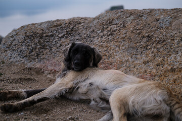 Fawn Black Mask Anatolian Shepherd young dog named karabas breed