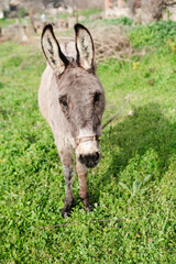 domestic donkey tied at paddock outdoors in green grass