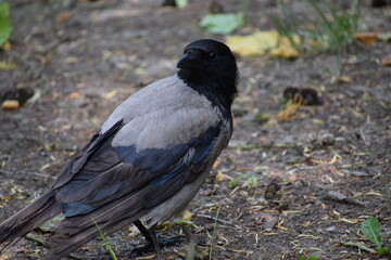 black raven on the ground