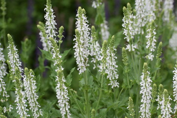 green grass in the morning