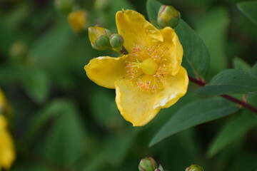yellow tulip flower
