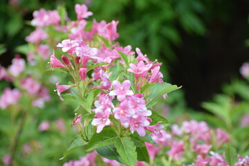 pink and white flowers in the garden
