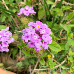 pink and purple flowers