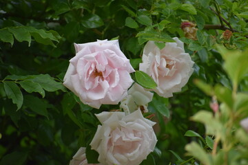 white rose in garden