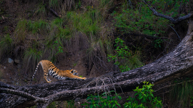 Wild Bengal tiger stretching on a fallen tree in Corbett National Park, India&mdash;iconic big cat behavior in natural forest habitat, showcasing strength, grace, and endangered species in action.