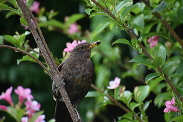 red winged blackbird
