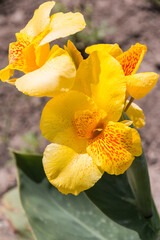 Cuba, Vinales, Finca Agroecologica El Paraiso. Organic farm and restaurant in Vinales Valley.