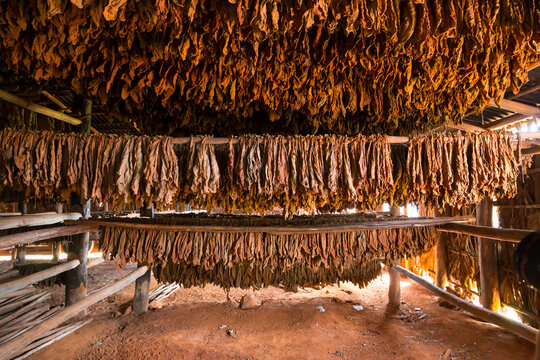 Cuba, Vinales Valley. Tobacco farm, cigar production. Tobacco fields and leaves. Drying warehouse.