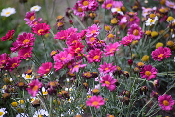 purple flowers in the garden