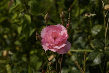 pink valentine rose between closed rose buds