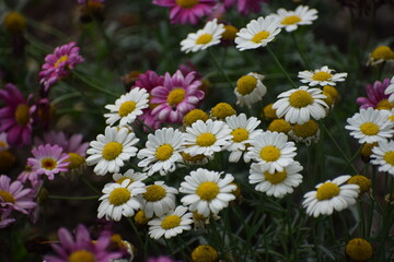 flowers in the garden