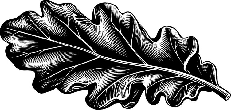 Black and white fig leaf with large rounded shape for design concepts