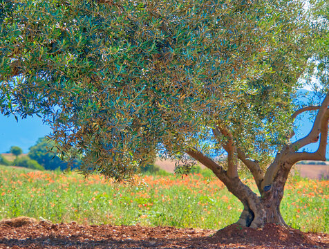 France, Provence. Lone olive tree in Valensole wit poppies in field