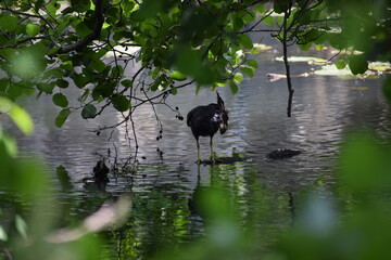 a closeup shot of the black - headed heron in the lake © HELLO I'M MARIA