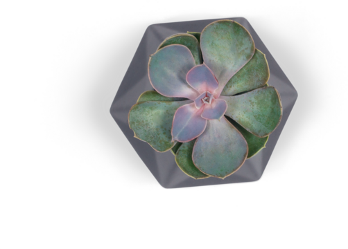 A top view of a succulent plant in a hexagonal pot, showcasing its unique shape and vibrant colors.