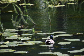 a white duck in the lake © MARIA – Nature