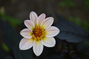 pink lotus flower