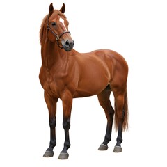 Obraz premium Realistic horse in white background, and a thoroughbred horse standing against a white background