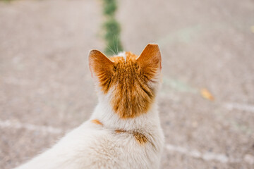 Ginger and white cat gazing into the distance. A quiet street moment capturing curiosity, calm, and...