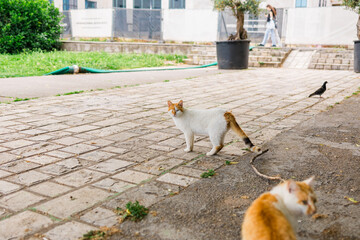 One-eyed cat standing on stone pavement. Urban animal life, resilience and survival of stray pets...
