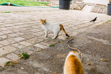 One-eyed cat standing on stone pavement. Urban animal life, resilience and survival of stray pets...