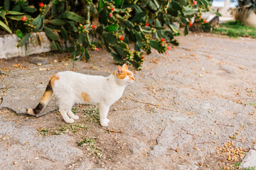 One-eyed street cat walking toward camera. Feline resilience, survival spirit and raw beauty of...