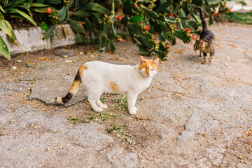 One-eyed street cat walking toward camera. Copy space. Feline resilience, survival spirit and raw...