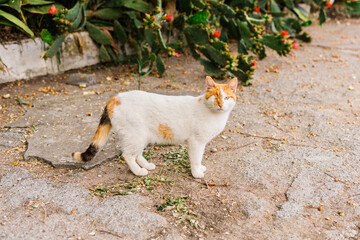 Close-up one-eyed street cat walking toward camera. Feline resilience, survival spirit and raw...