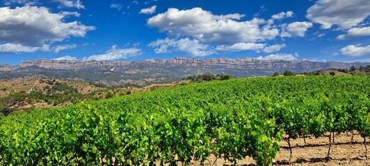 Poboleda - vinyes i serra Montsant al fons - Priorat