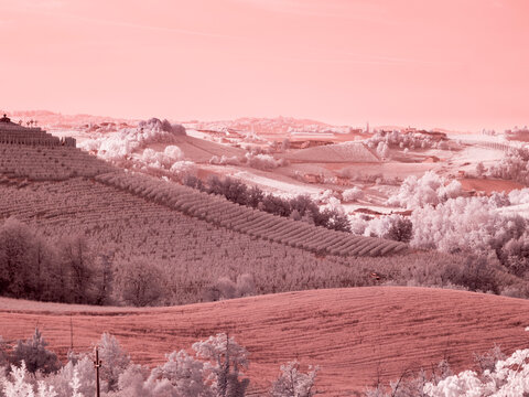 Italy, Pedemonte, Langhe, Barolo. Vineyards.
